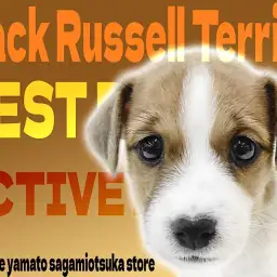 【 ジャックラッセルテリア 】周囲を明るく賑やかにしてくれる!存在感抜群の小型犬