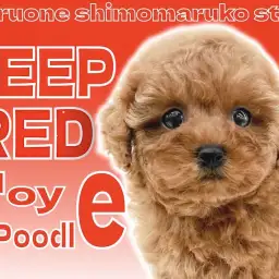 【 トイプードル 】愛され犬代表！毛量もバランスも最高レベルの逸材現る！