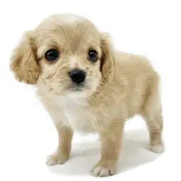 MIX（チワワ×ビションフリーゼ）