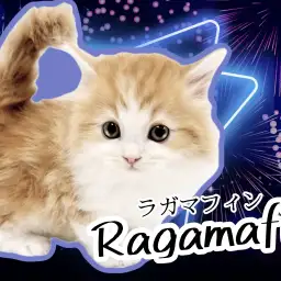 【 ラガマフィン 】お手入れ等各種トレーニング完了!超絶可愛いにゃんこのご紹介!