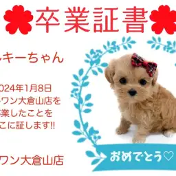 【 卒業証書 】ミルキーちゃん卒業おめでとう!!スタッフママより愛を込めて!