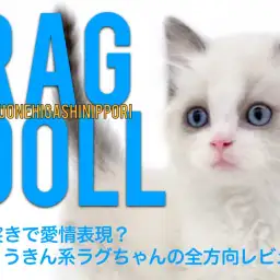 【 ラグドール 】頭突きで愛情表現？ひょうきん系ラグちゃんの全方向レビュー！