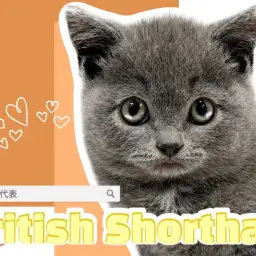 【 ブリテッシュショートヘア 】癒しを凝縮させたまんまるボディをご覧あれ！