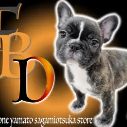 【 フレンチブルドッグ 】ブリンドルカラーのぶちゃカワ短頭種！飼い方のコツを紹介