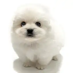 MIX（ペキニーズ×ポメラニアン）