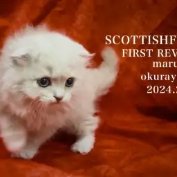 【 スコティッシュフォールド 】圧巻爆毛！クリームカラーのフクロウ系スコが登場！