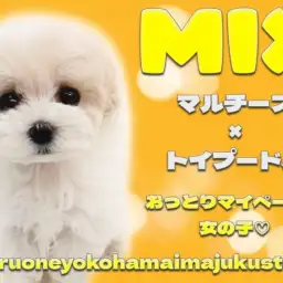 【 マルプー 】マルチーズとトイプードルのMIX犬！困り顔の温厚な女の子！