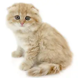 スコティッシュフォールド