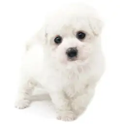 ビションフリーゼ