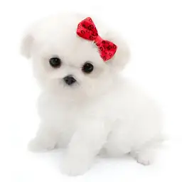 MIX（マルチーズ×トイプードル）