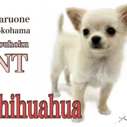 【 チワワ 】ベビーフェイスクリーム色した潤んだ瞳のプリンセス