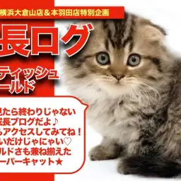 【 スコにゃんの成長アルバム 】可愛いだけじゃにゃい!ワイルドさも持ったスコにゃんの成長記!