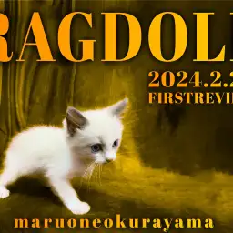 【 ラグドール 】パパはACCチャンピオン!でも気取らず人にはデレデレにゃんこ!