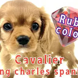 【 キャバリアキングチャールズスパニエル 】ディープルビーの輝きはまるで宝石！