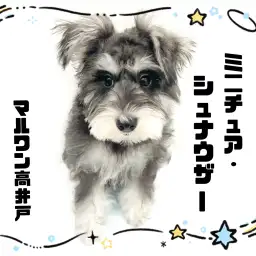 【 ミニチュアシュナウザー 】生後5か月で3.3kg!食欲旺盛な甘えん坊の女の子