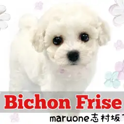 【 ビションフリーゼ 】愛されフェイスと極上の手触りの持ち主!ビーちゃんが登場!