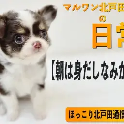 【 ほっこり北戸田通信 Vol.2 】朝は身だしなみから