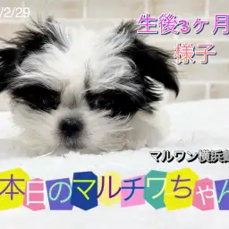 【 MIX 】本日のマルチワちゃん！生後3ヶ月の様子！