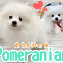 【 ポメラニアン 】換毛期なのに抜群の毛量!抜け毛予防のブラシも得意な白ポメ!