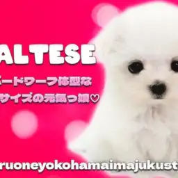 【 マルチーズ 】目ヂカラ最強のドワーフ体型が愛らしいマイペースな女の子!