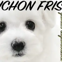 【 ビションフリーゼ 】漆黒の大きな瞳が特徴!抜け毛が少なく飼いやすいアフロ犬!