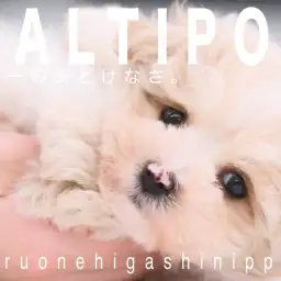 【 マルプー 】お鼻がチャームポイントなのんびりバニラカラーの男の子!