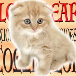 【 スコティッシュフォールド 】ゴロンとリラックスする姿が愛らしい垂れ耳の子猫