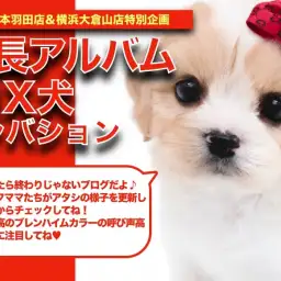 【 キャバション 】圧倒的な人気を誇る!キャバションちゃんの可愛い成長日記