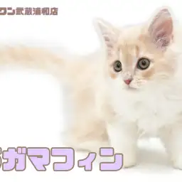 【 ラガマフィン 】癒しのクリームカラーが可愛い甘えん坊な女の子!