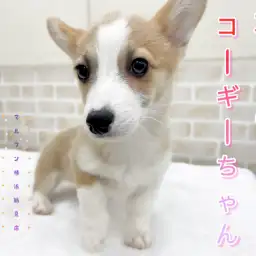 【 ウェルシュコーギーペンブローク 】本日のコーギーちゃん!シャンプーしたよ!