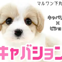 【 MIX 】大人気キャバションがやってきた!唯一無二の極上フォルムに大注目!