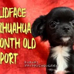 【 チワワ 】ソリッドフェイスが美しい!5ヶ月を迎えたチワワちゃんに密着!