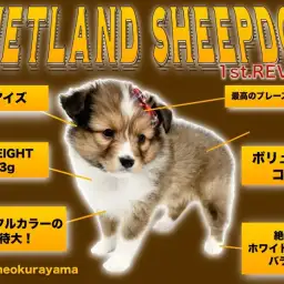 【 シェルティ 】ゴージャス＆エレガント！美しくも穏やかな名犬登場！