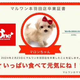 【卒業記念】マロンちゃん卒業おめでとう!スタッフママよりお祝いの言葉〜卒業ブログ〜