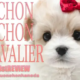 【 MIX 】ゲキカワ大人気!ビション&キャバリア系MIXのビビキャバちゃん登場!