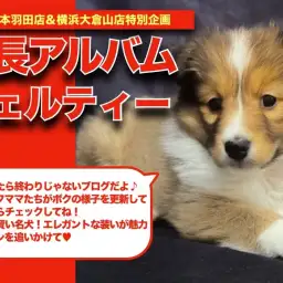 【 シェル子ちゃんの成長アルバム 】凛々しさと美しいお顔立ちのシェルティの成長記!