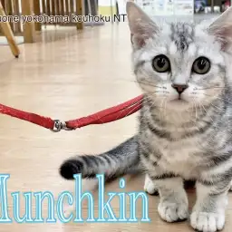 【 マンチカン 】2nd blog短足マンチカン君の店内散歩