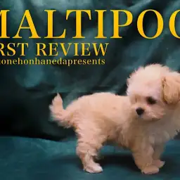 【 MIX 】春を彩るアプリコットカラーに包まれた妹感満載のマルプーちゃん