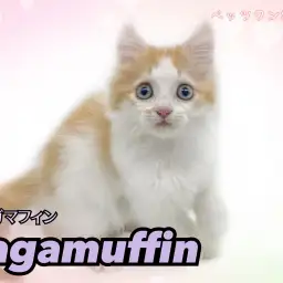 【 ラガマフィン 】 ハチワレマークが愛らしいレッドタビーの甘えん坊な男の子！