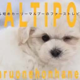 【 マルプー 】マズル短め!カーリヘア!白いハンバーガー顔のプリティーガール!