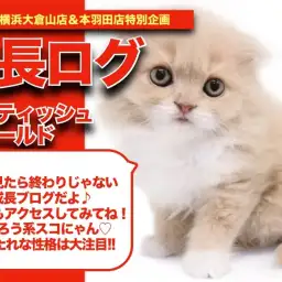 【 スコにゃんの成長アルバム 】ほんわかカラーのフクロウ系スコにゃんの成長記!