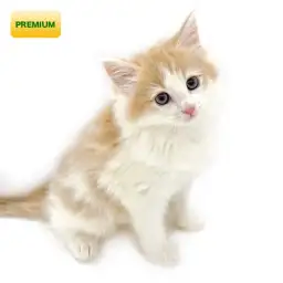 ノルウェージャンフォレストキャット