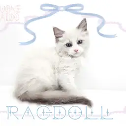 【 ラグドール 】ブルーポイントバイカラーの美ボディ！永遠のブルーアイな男の子