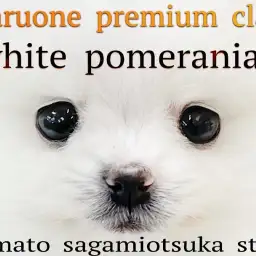 【 ポメラニアン 】最高の特別をアナタに!プレミアム認定の圧倒的カワイさの白ポメ