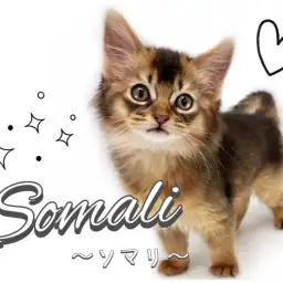 【 ソマリ 】美のカリスマ!最上級のルックスと癒しの性格を持つソマリちゃん