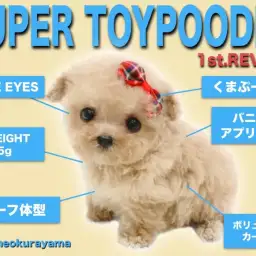 【 トイプードルアプリコット 】驚愕の体重345g!伝説のくまぷー再び降臨!?