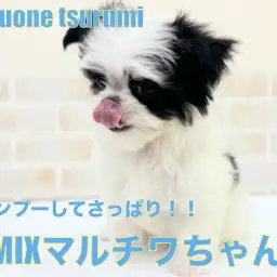 【 MIX 】2ndブログ！マルチワちゃんシャンプーに挑戦！！