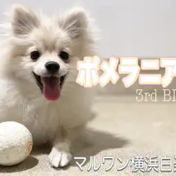 【 ポメラニアン 】爆毛たぬきポメの元気いっぱいな現在をお届け！3rd記事