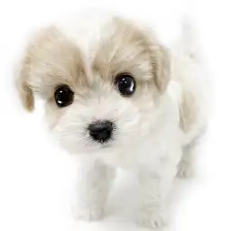 MIX（キャバリアキングチャールズスパニエル×ビションフリーゼ）