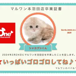【 卒業記念 】シャカブシくん卒業おめでとう!今までの感謝を込めて〜卒業ブログ〜